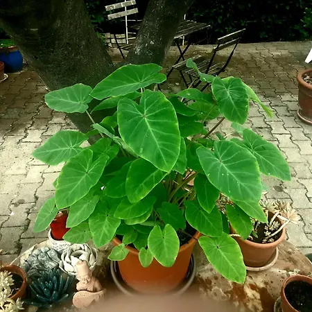 Grande Lumineuse Avec Cuisine,sdb Et Acces A Un Jolie Jardin * Vauvert